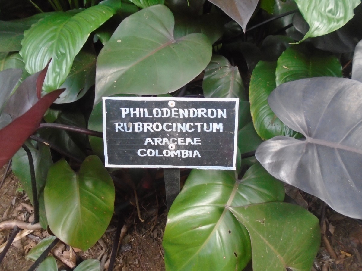 Philodendron rubrocinctum Engl.